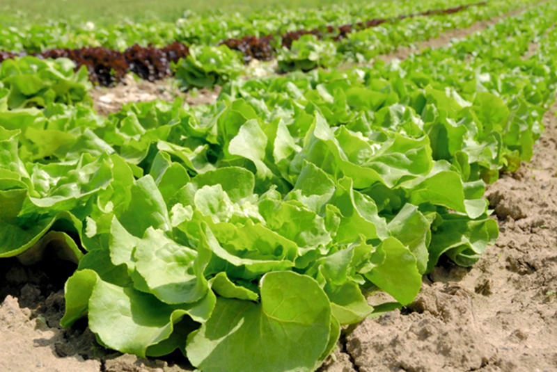 A lettuce recall was caused by Salmonella bacteria. 