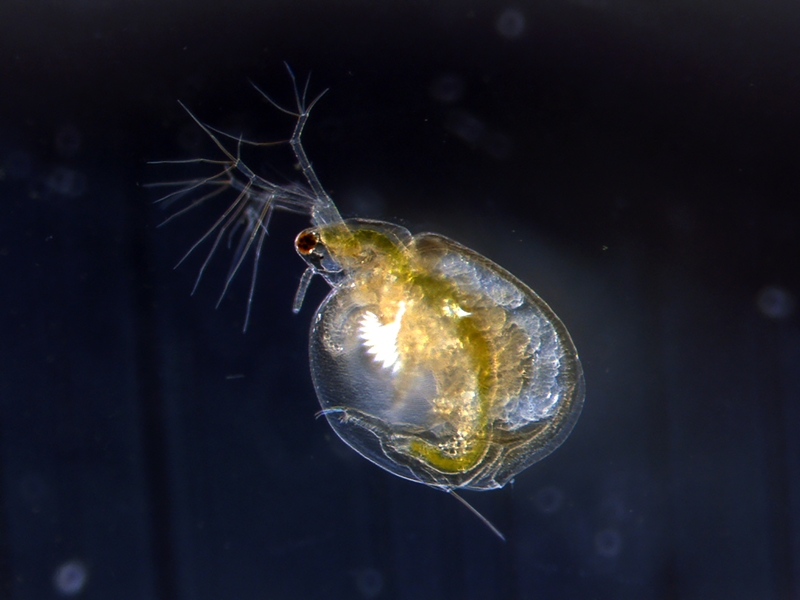 Hydra viridissima are just one of the species monitored under the Water Quality Program. 